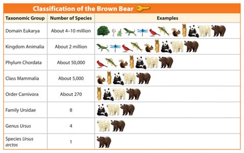 brown bear taxonomy chart.